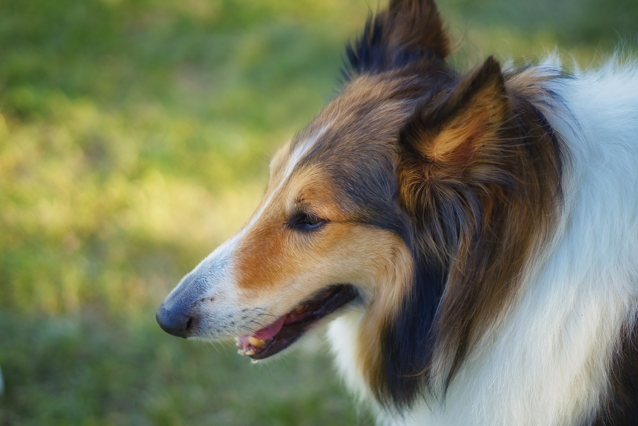 Pet