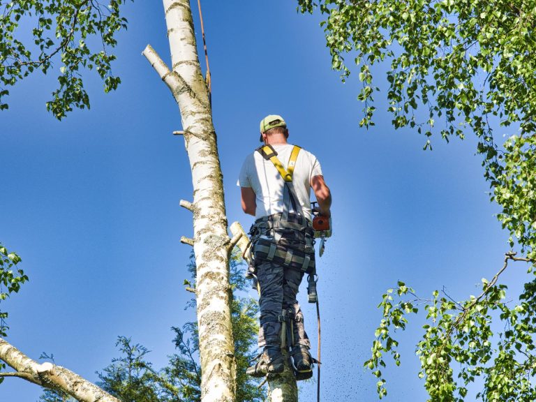 Tree Health